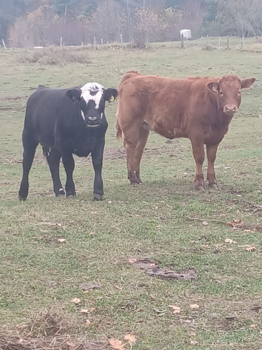 Sprzedam jałówki i dwa beczki