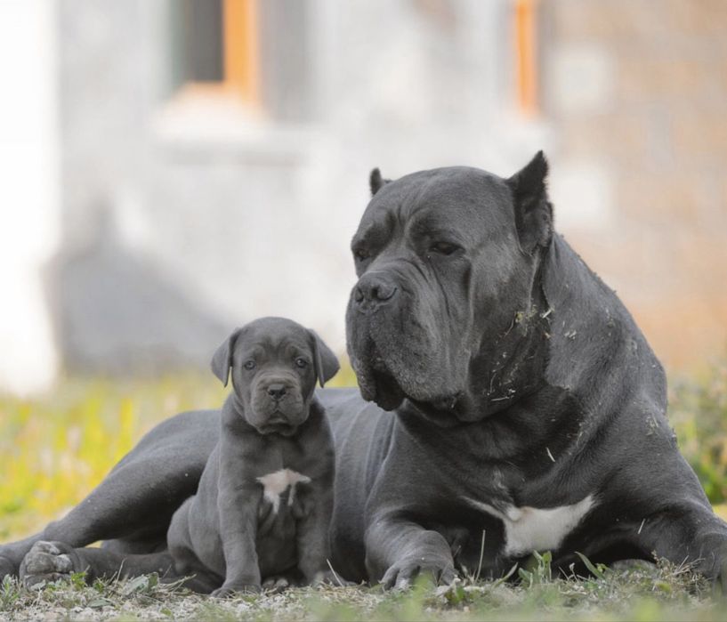 Щенятка Cane corso-сірого забарвлення