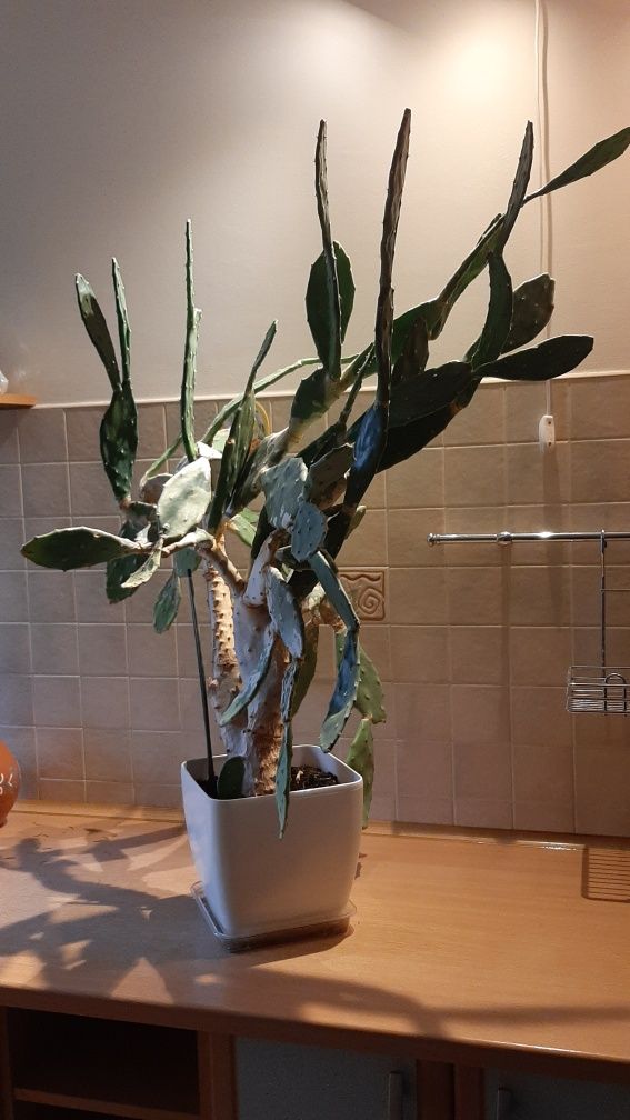 Duży kaktus opuncja figowa