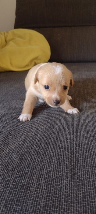 Oddam pieski w dobre ręce