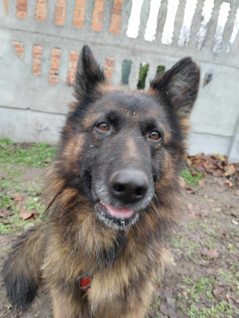 Suczka owczarka Xena do adopcji