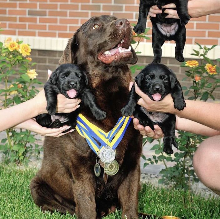 Ищем невесту для вязки