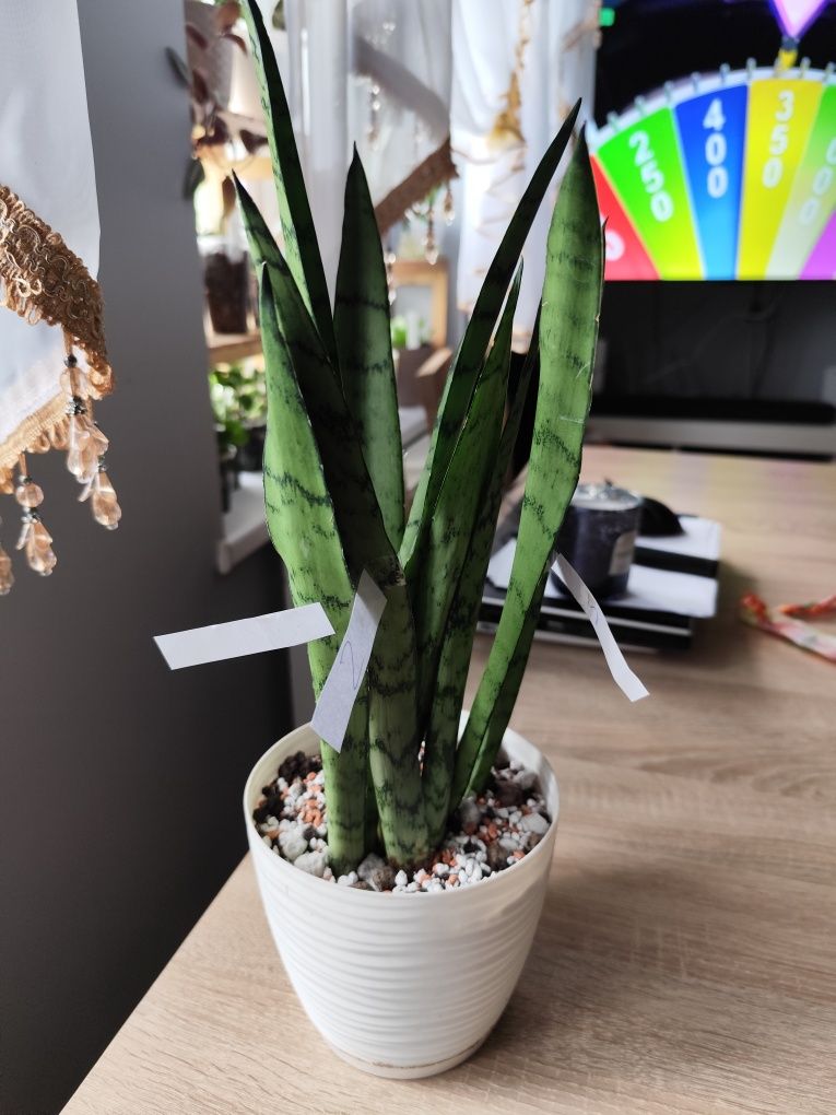 Sansevieria Gray Lady 3 sadzonki