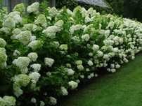 Hydrangea paniculata Limelight hortensja bukietowa Limelight