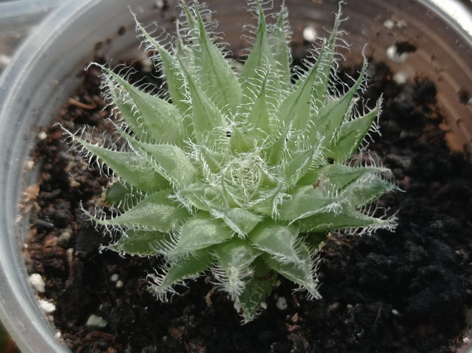 Хавортии несколько сортов (есть сеянцы)