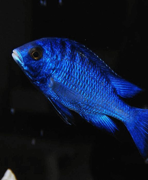Африканські цихліди(Malawi fish)