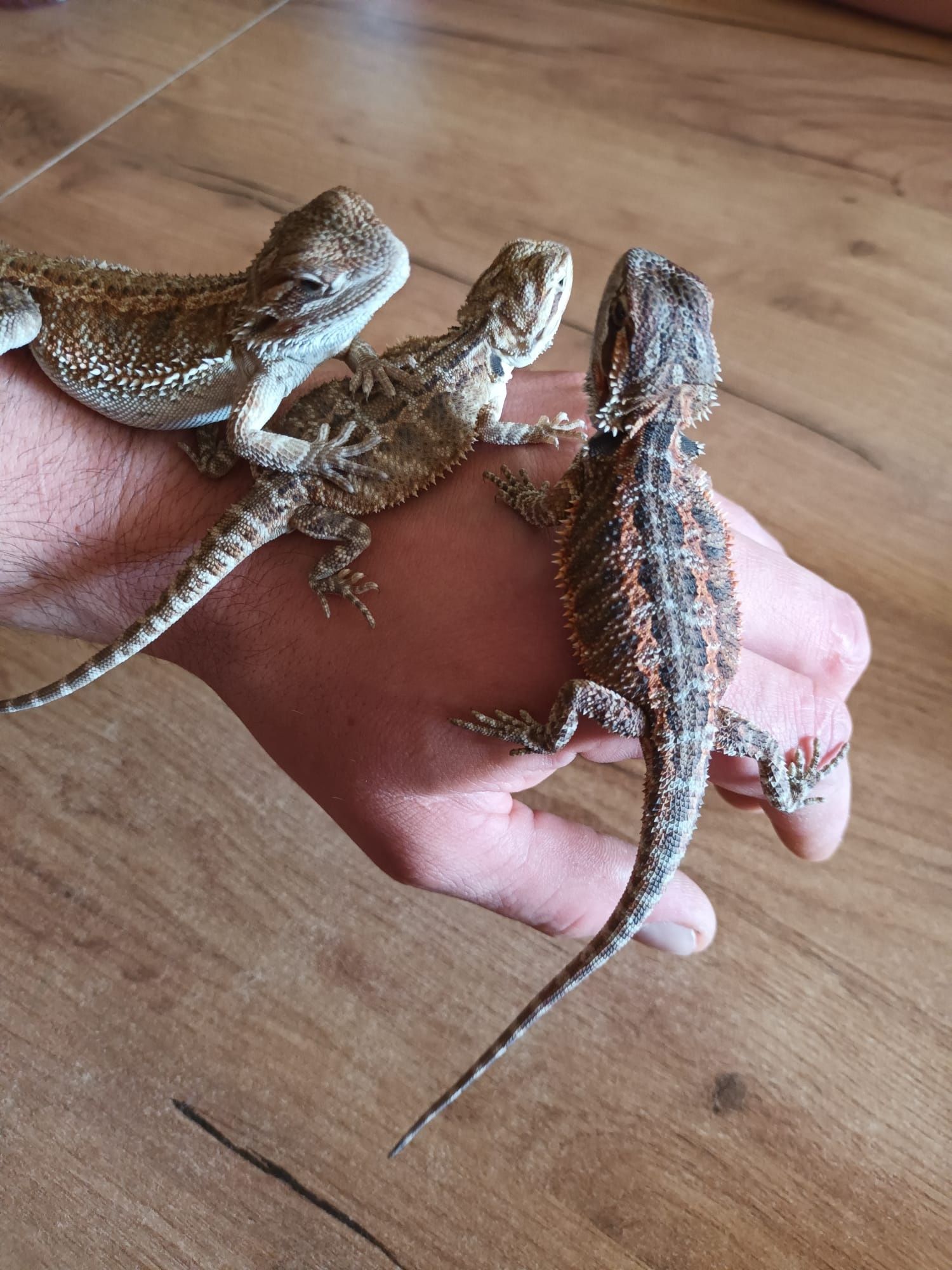 Agama brodata Hypo green genetic stripe