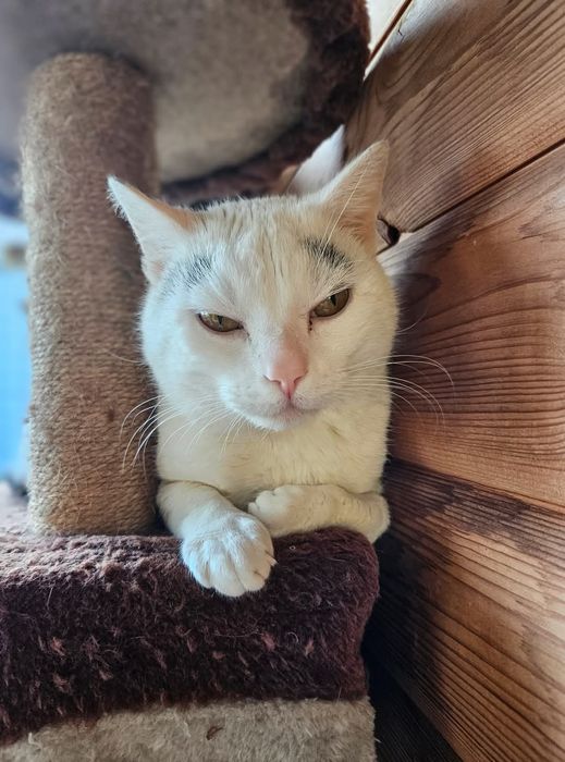 Kocurek Kortez czeka na dom