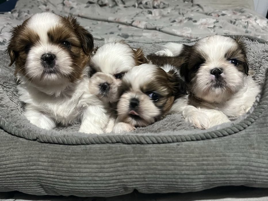 Shih tzu cudeńka