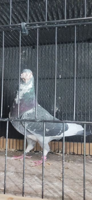 Gołębie pocztowe staropolskie