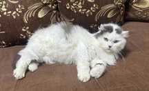 Котик срочно ищет дом!!!