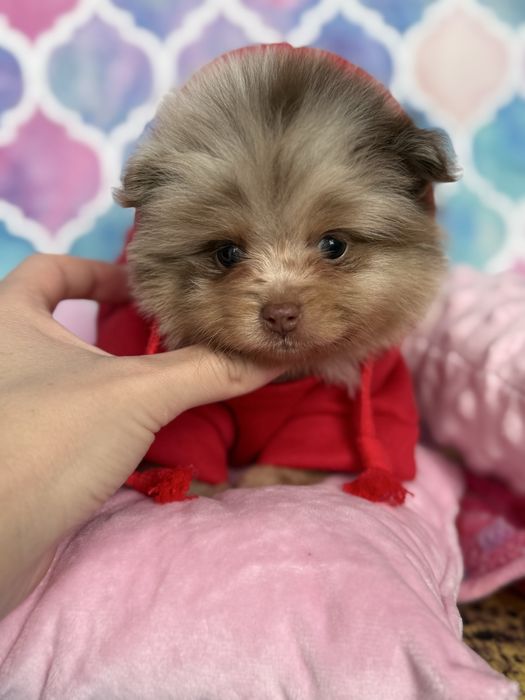Pomeranian choco merle czekoladowy szpic miniaturowy