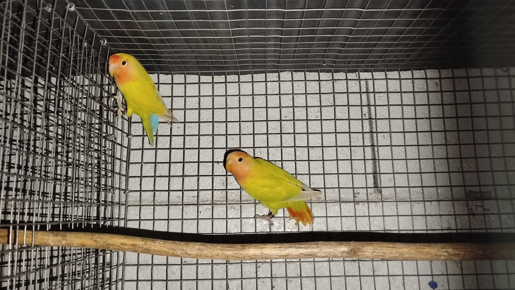 Agapornis roseicollis fêmeas