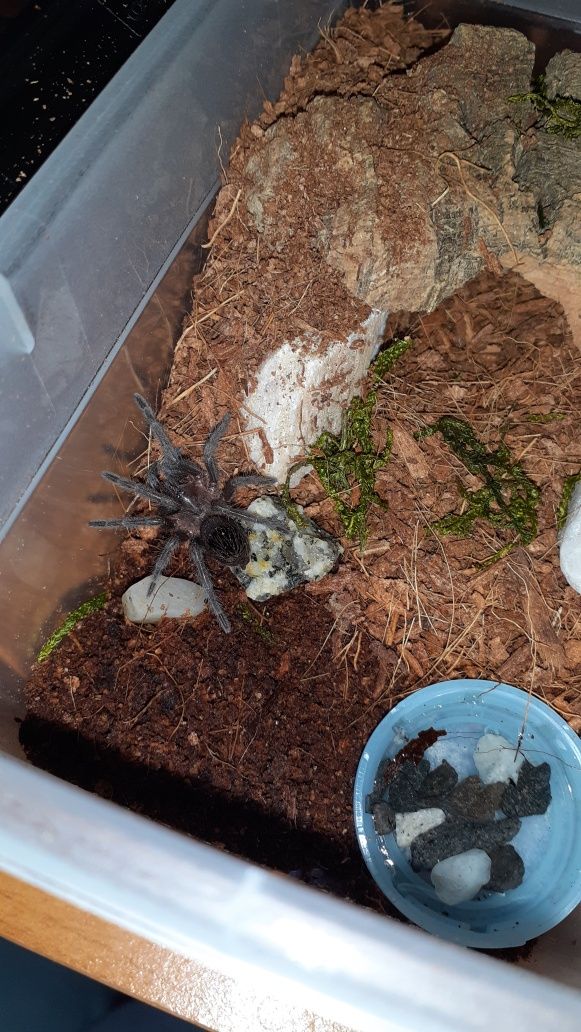 Aphonopelma anax l7