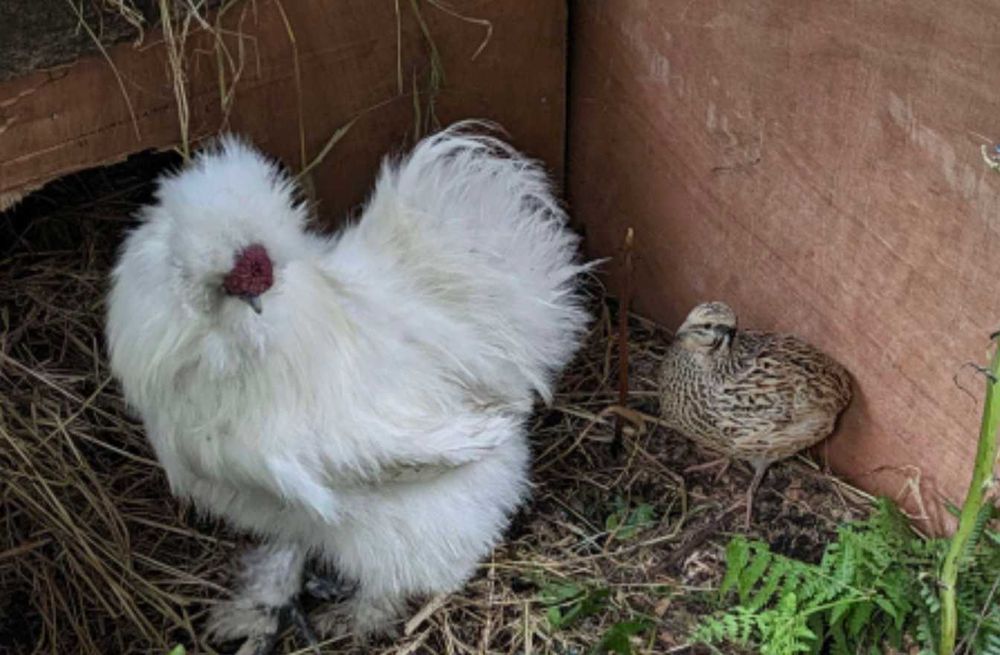 Casal galinhas sedosas do Japão
