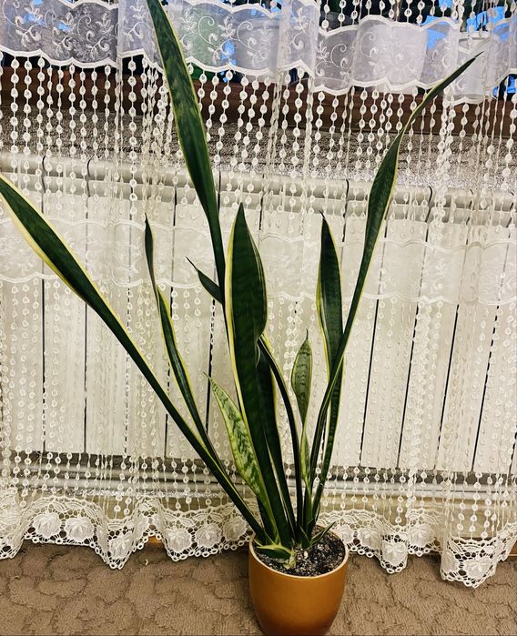 Сансевʼєрія висока Голд флейм