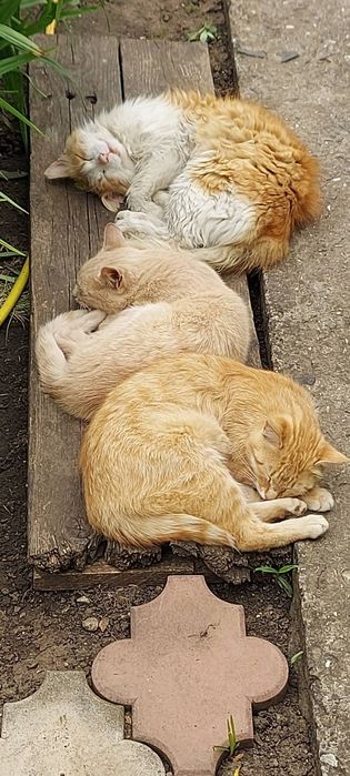 Отдам кота,віддам котика,