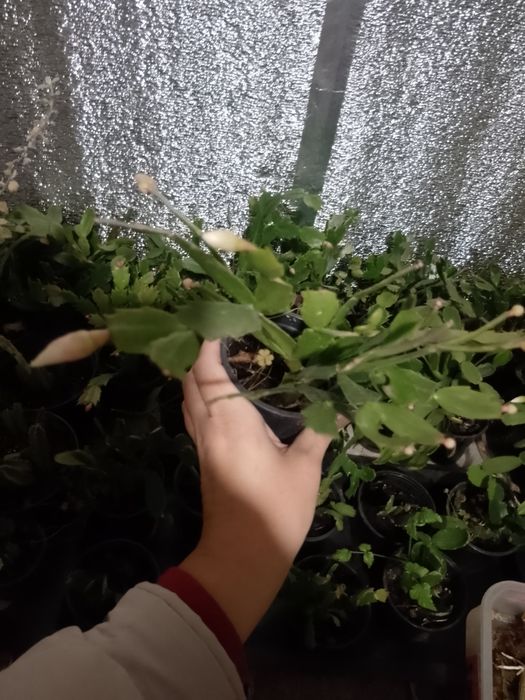 Продам рождественник