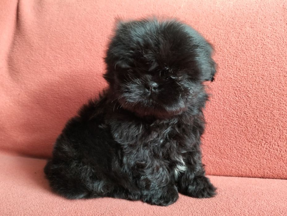 Piękna suczka  shih -tzu MINI cZARNA z rodowodem!