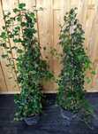Duże kępy bluszczu Hedera Helix 100-130cm