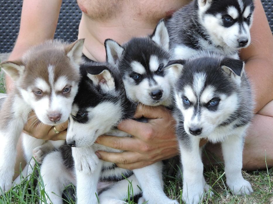 Szczeniak Syberian Husky niebieskooki
