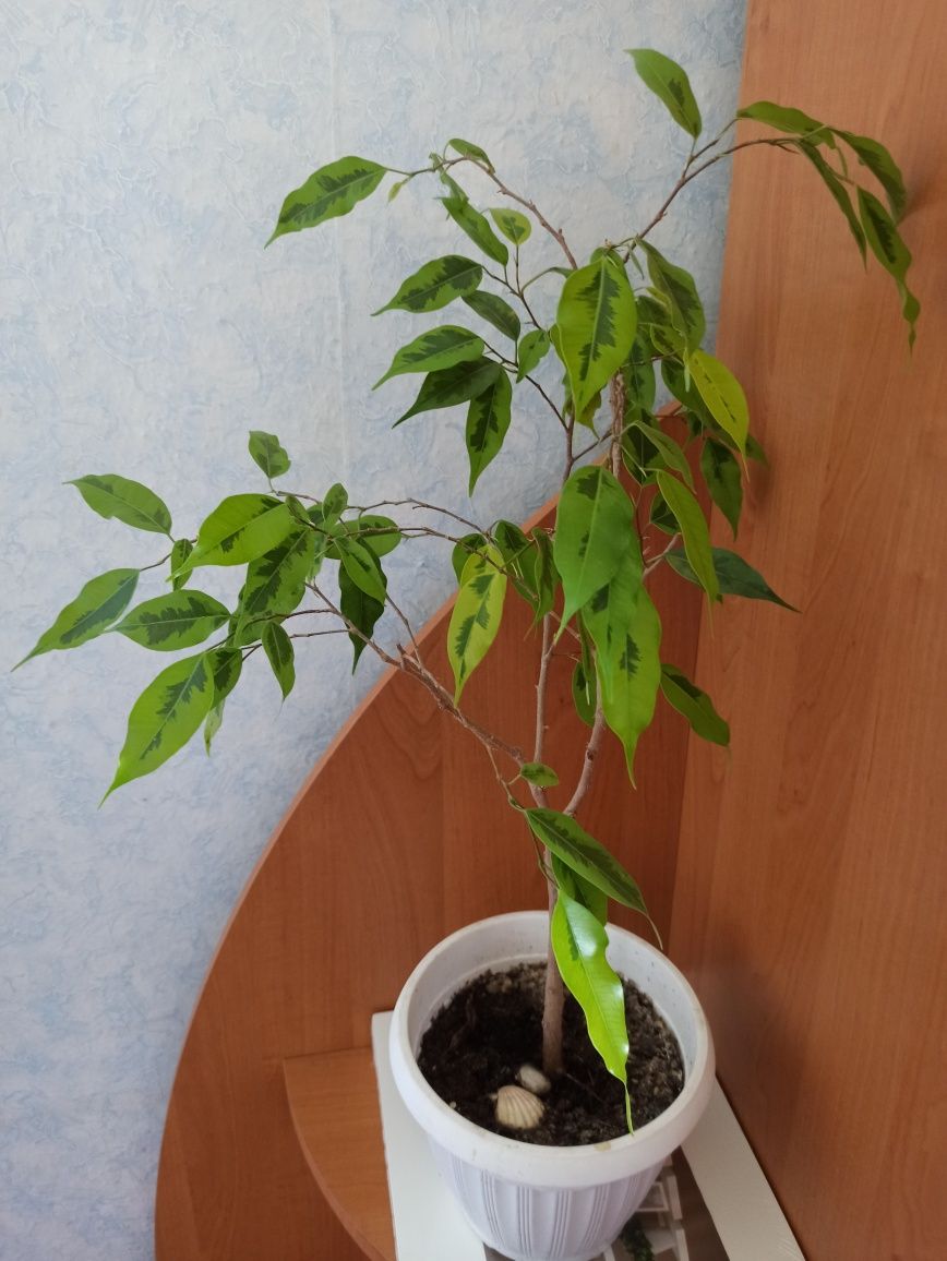 Продам фикус Амстел голд
