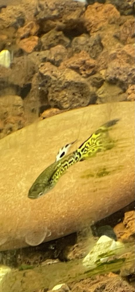 Vendem-se guppys