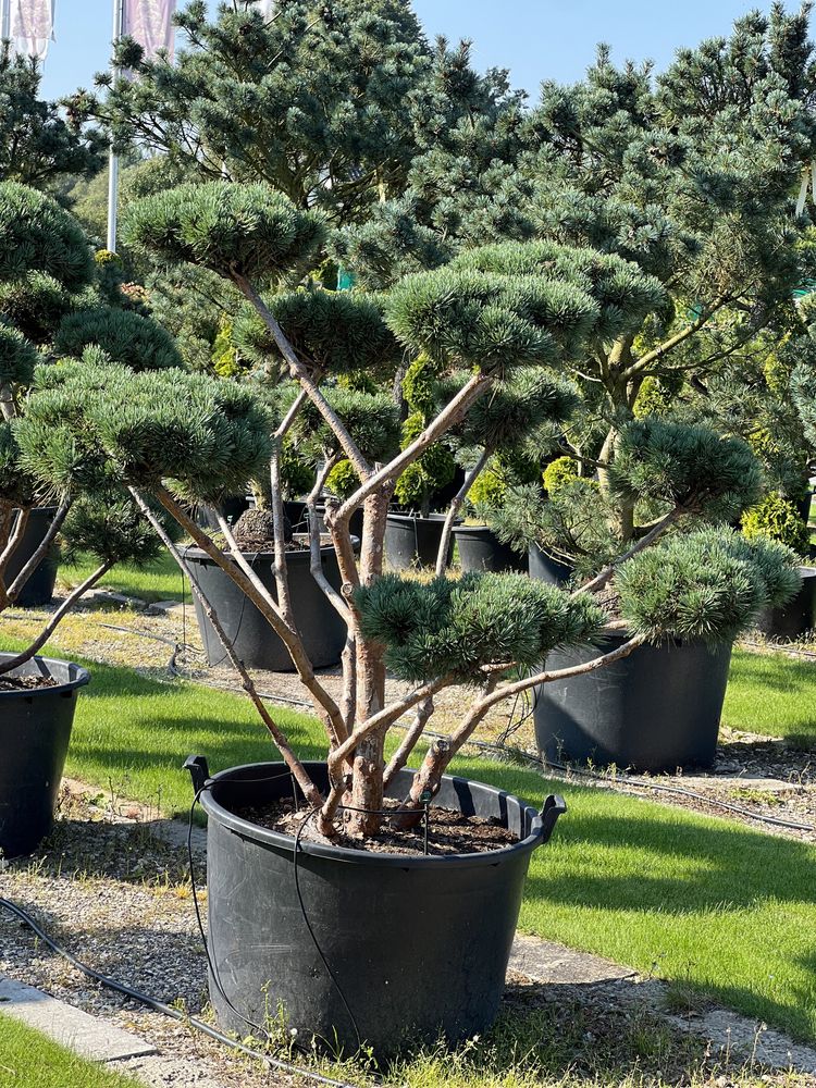 Bonsai Pinus duże drzewa różne gatunki i wielkości BONSAI PARK