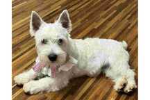 West highland white terrier szczenię suczka ZKwP FCI