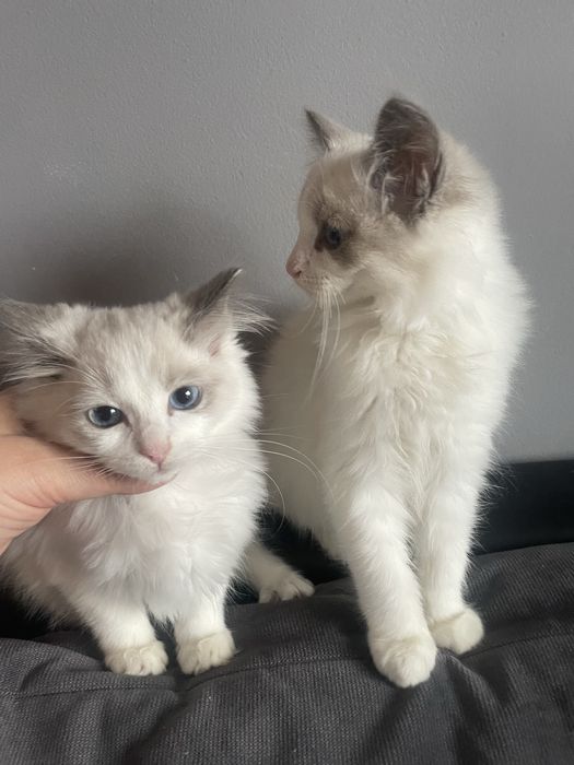 Ragdoll koteczka kocurek kot gotowe do odbioru