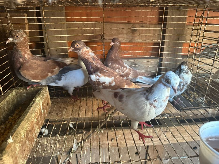 Pombos Cambalhota Portugues– Boa Genética, Casais ou Unidade