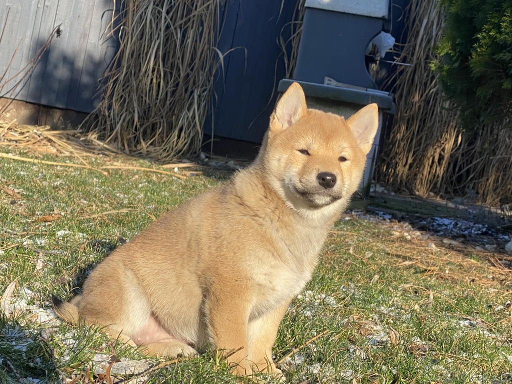 Shiba inu dziewczynka