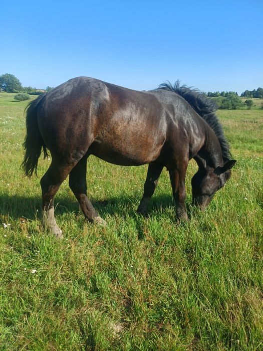 Sprzedam 2.5 letnie ogiery i klacz