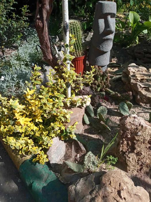 Садовые растения