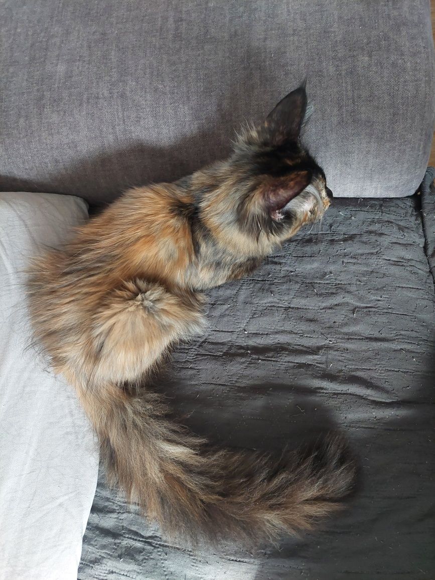 Gotowa do odbioru Kotka Maine Coon z rodowodem FPL