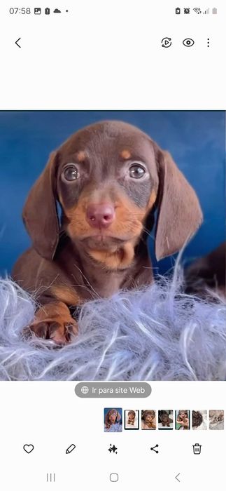 Teckel Fêmea  Chocolate Miniatura