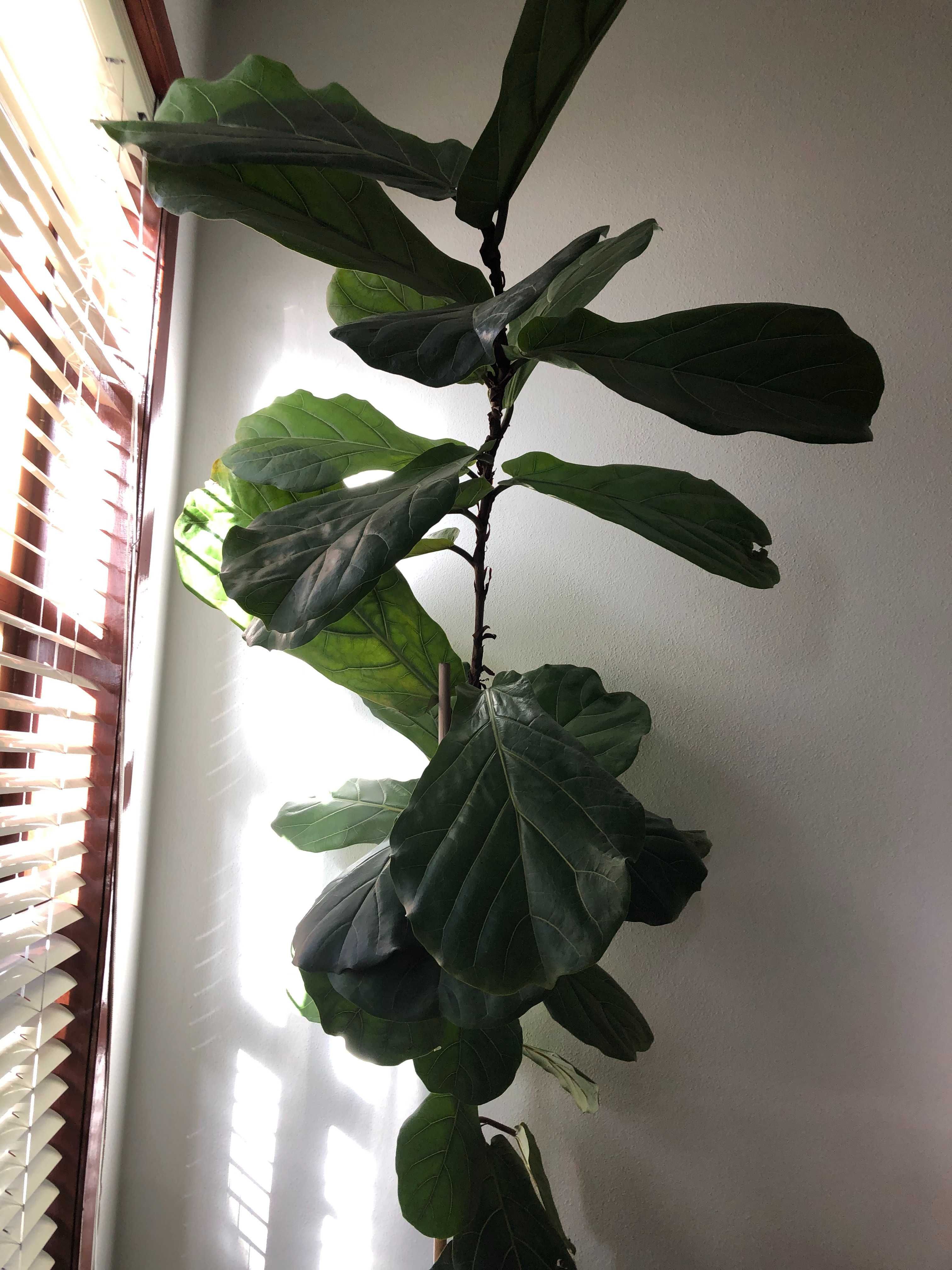 Planta Ficus Lyrata Natural de grande dimensão