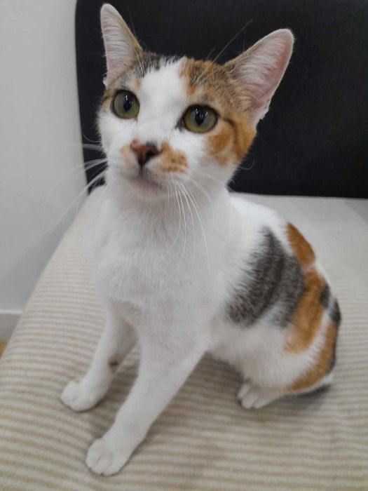 adocão responsável