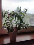 Eszynantus wspaniały aeschynanthus - sadzonka