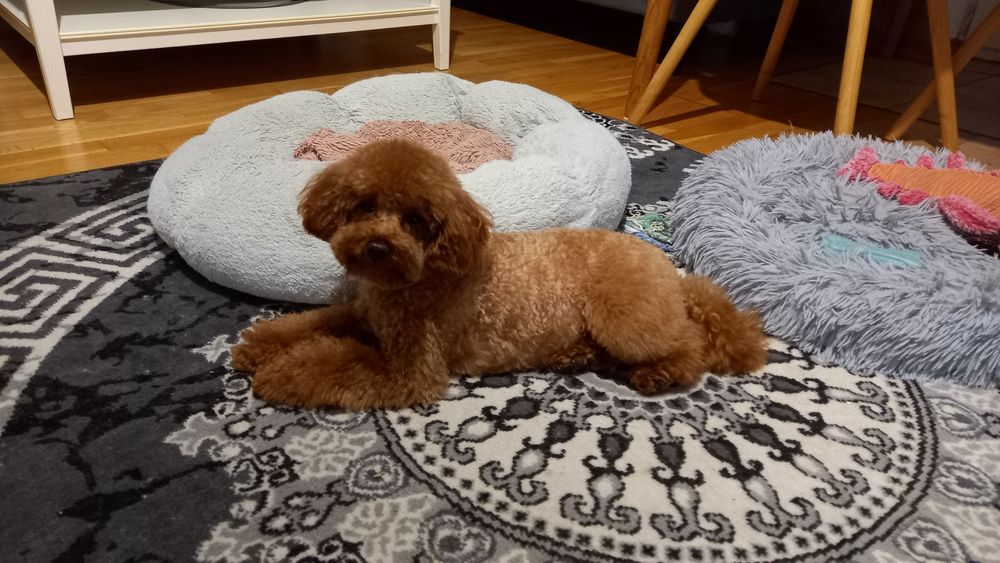 Śliczna suczka Pudel Toy Red