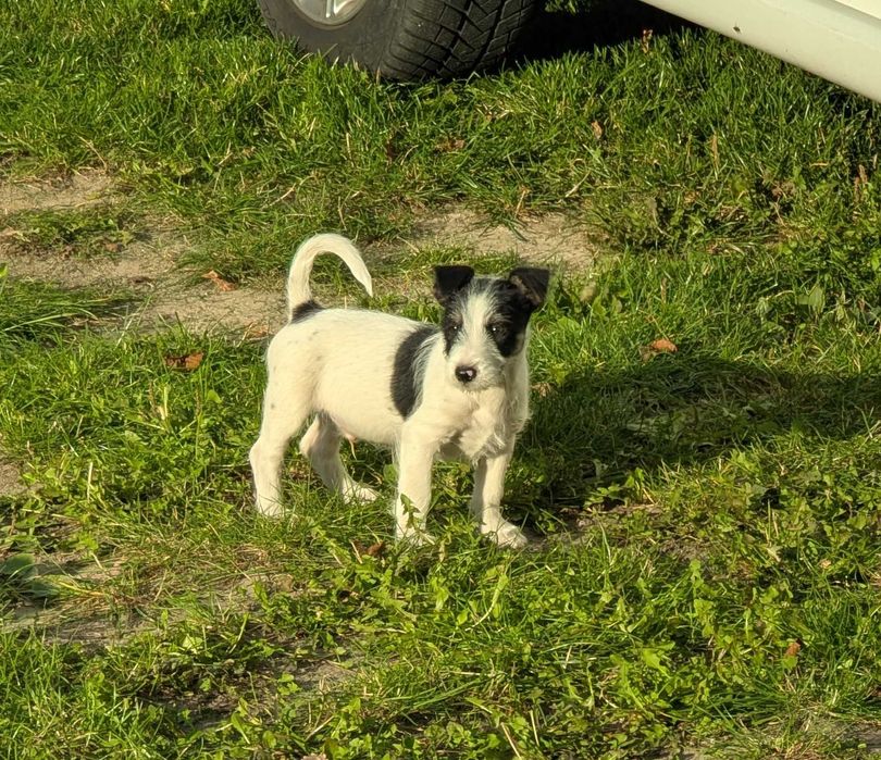 Jack russell terrier