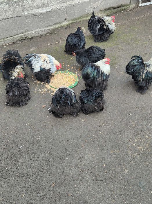 Kochiny miniaturowe młode KOGUTY