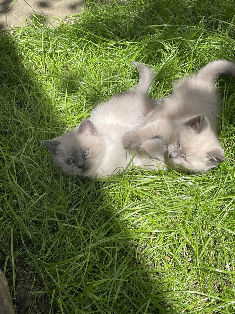 Сіамські котята.