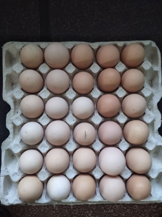 Яйця кури Брама палива і світла