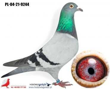 Gołębie Pocztowe