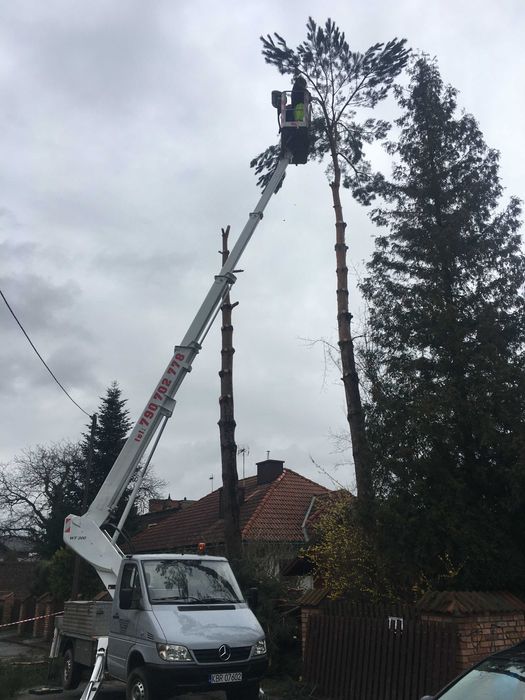 Wycinka drzew Usługi wysokościowe wynajem podnośnik koszowy 20m