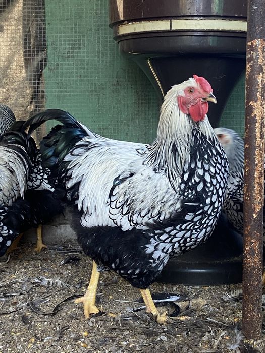 Виандот петушки молодые