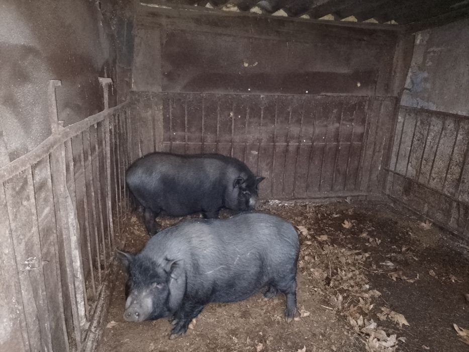 Продам ветнамских свиней
