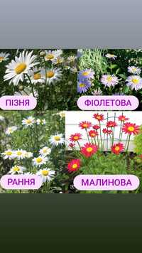 Набір 4 ромашки садові квіти