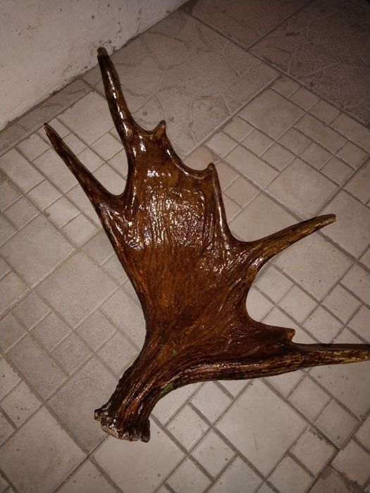 Продам справжній ріг Оленя